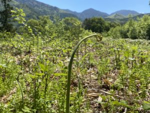 アクワーバ農園で採れる春の山菜6種【下処理方法解説付き】