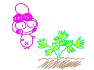 初めてイタリアンパセリを育てた感想・反省～家庭菜園初心者の記録⑤～