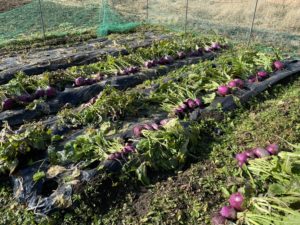 初めて赤かぶを育てた感想・反省～家庭菜園初心者の記録[13]～