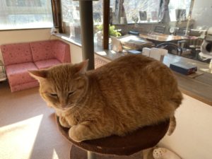 南松本「ねこカフェもふもふ」に行ってみた。様子と感想