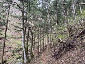 木曽福島「城山史跡の森」を歩いてみた。様子と感想