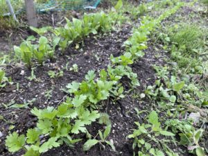 夏野菜の種まきから1ヶ月後の様子〜2022年アクワーバ農園活動記録〜