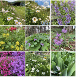 地域おこし協力隊活動まとめ(2022年5月)