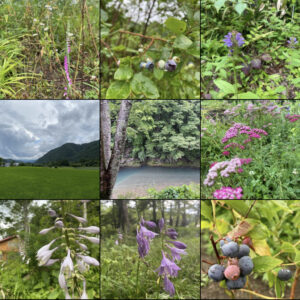 地域おこし協力隊活動まとめ(2022年7月)